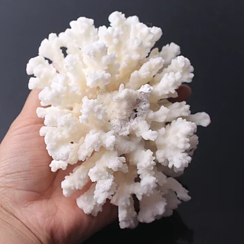 1 BUC Alb Natural de Coral Fosil Cluster de Cristal Acvariu de Amenajare a teritoriului Ornamente Decorationum Recif Specimen Decor Acasă Cadou