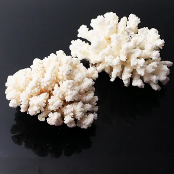 1 BUC Alb Natural de Coral Fosil Cluster de Cristal Acvariu de Amenajare a teritoriului Ornamente Decorationum Recif Specimen Decor Acasă Cadou